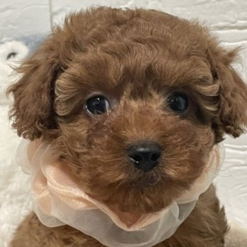 トイプードル(トイ)【三重県・男の子・2023年1月5日・レッド】の写真「愛嬌たっぷり次男くん🐶」
