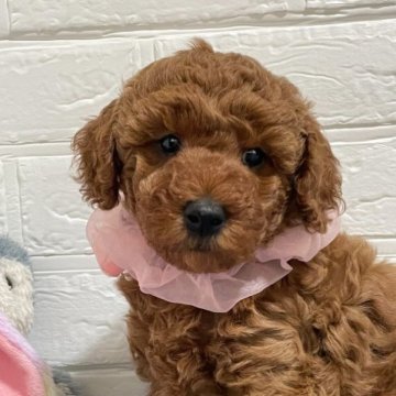 トイプードル(トイ)【三重県・女の子・2023年3月8日・レッド】の写真「のんびりした大人しい一人っ子ちゃんです😊」