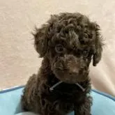 トイプードル(トイ)【三重県・男の子・2022年6月23日・ブラウン】の写真1