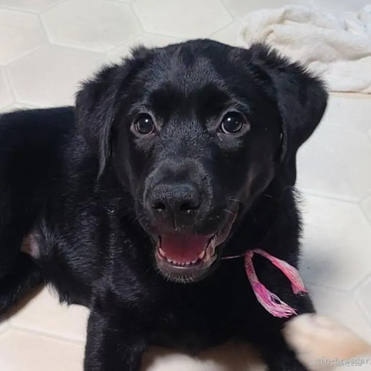 ID：2204-02326の子犬