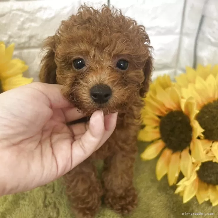 ID：2507-03113の子犬