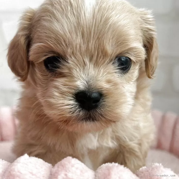 ID：2504-07004の子犬