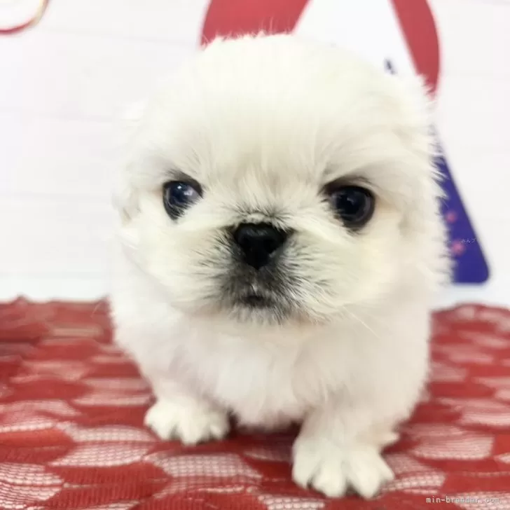 ID:2501-01736の子犬