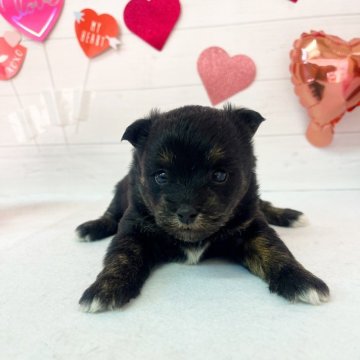 ミックス(トイプードル×柴犬)【福岡県・女の子・2025年1月12日・黒】の写真「女の子です。お写真追加してます。」