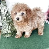 タイニープードル【福岡県・女の子・2025年8月31日・レッド】の写真2「短足が、かわいい。」