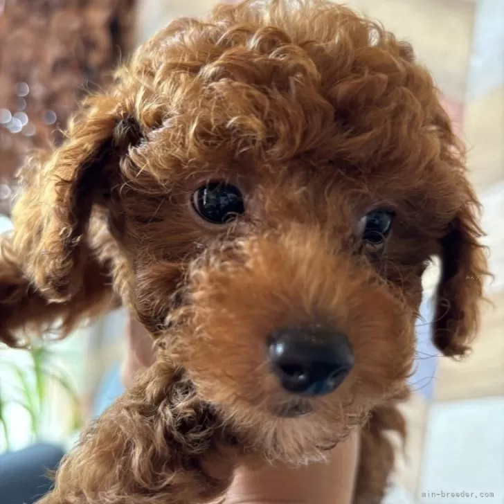 ID：2407-04131の子犬