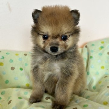 ポメラニアン【福岡県・男の子・2023年12月24日・セーブル】の写真「モフモフ激カワポメラニアン🐶」