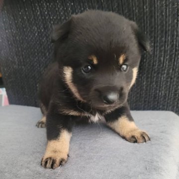 柴犬(豆柴)【福岡県・男の子・2024年5月29日・黒】の写真「まぁるい男の子です」