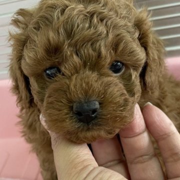 トイプードル(トイ)【福岡県・男の子・2023年12月28日・レッド】の写真「甘えん坊の男の子です。」