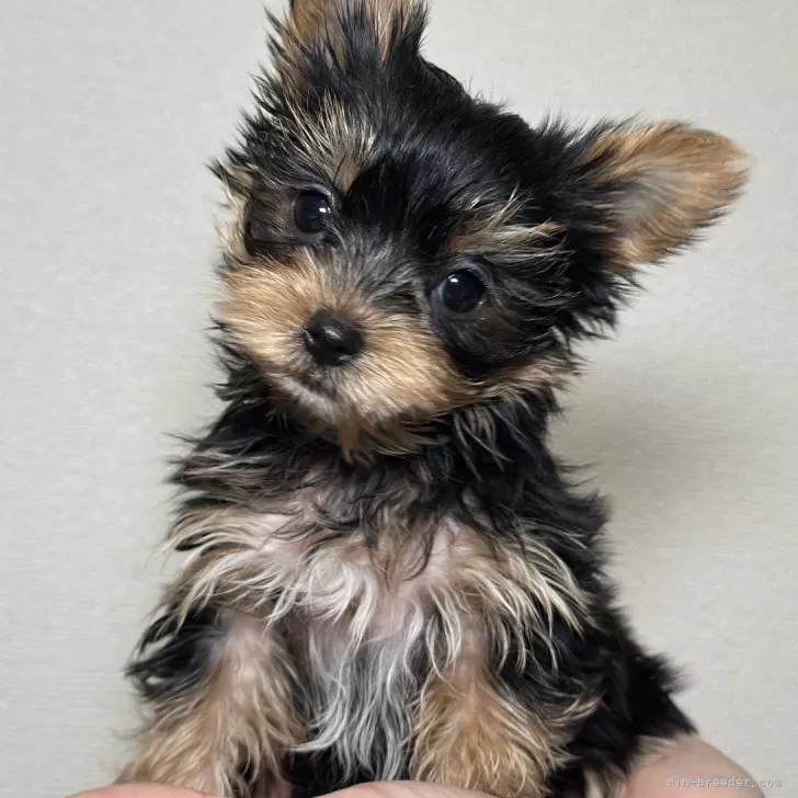 ID:2412-05836の子犬