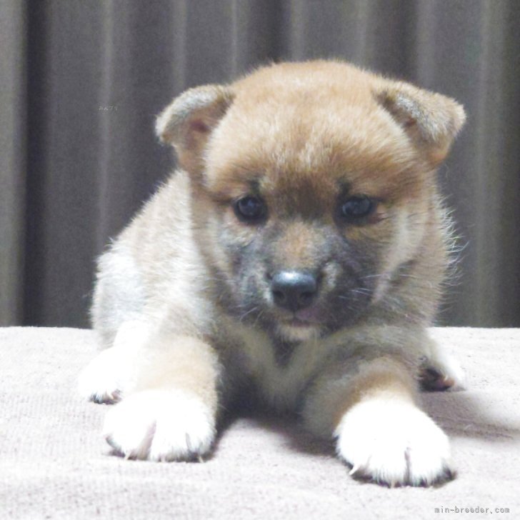 ブリーダー画像