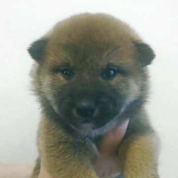 柴犬(標準サイズ)【福島県・男の子・2025年10月8日・赤毛】の写真「色が濃く骨格しっかりです」