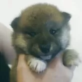 柴犬(標準サイズ)【福島県・男の子・2025年10月8日・赤毛】の写真3「カメラ目線頂きました」