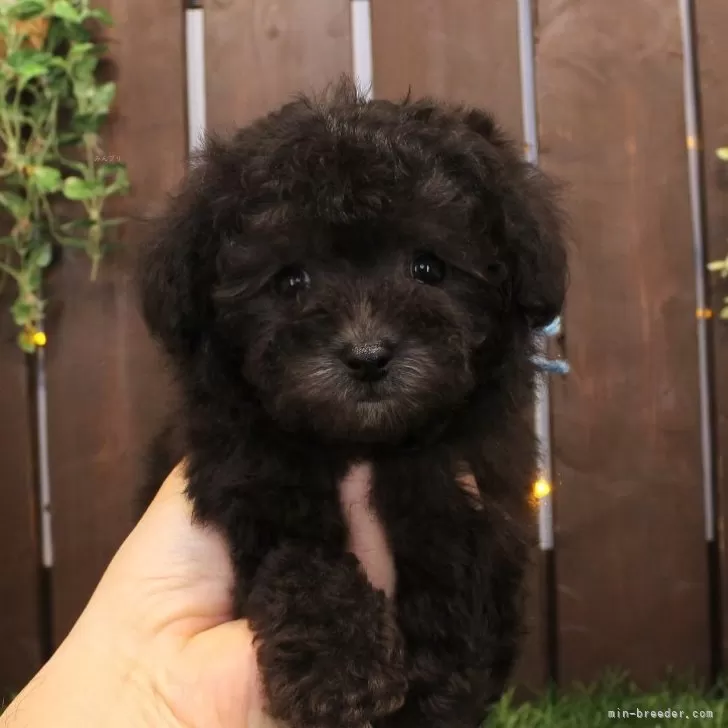 ID：2502-07181の子犬