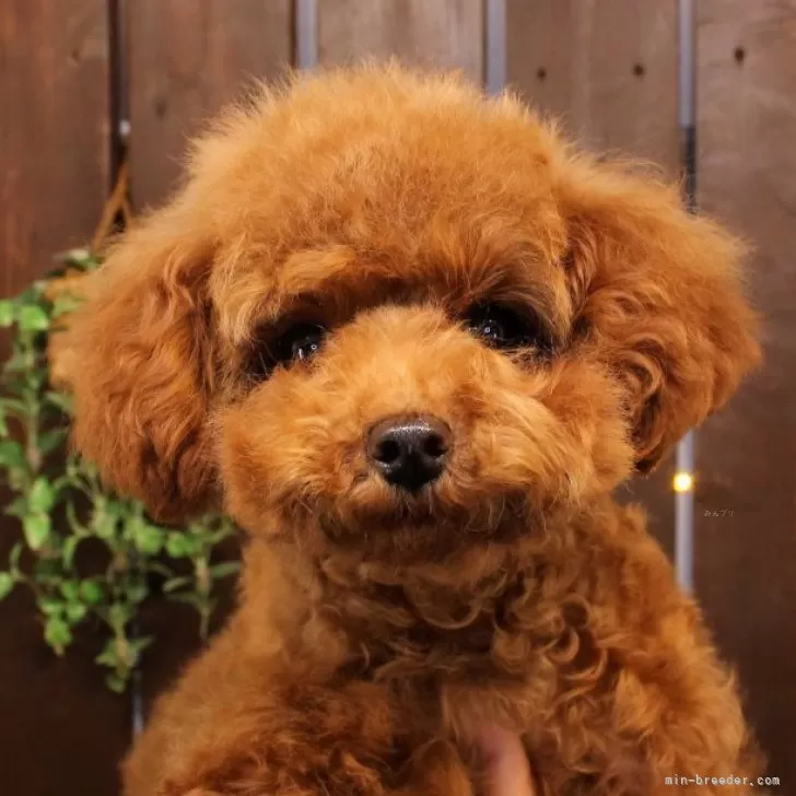 ID：2501-01007の子犬