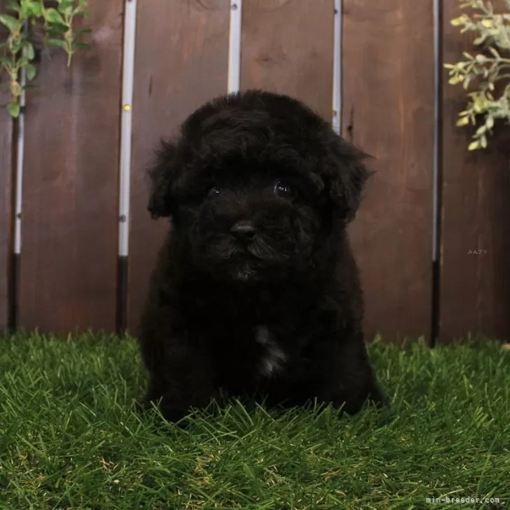 ID：2509-04223の子犬