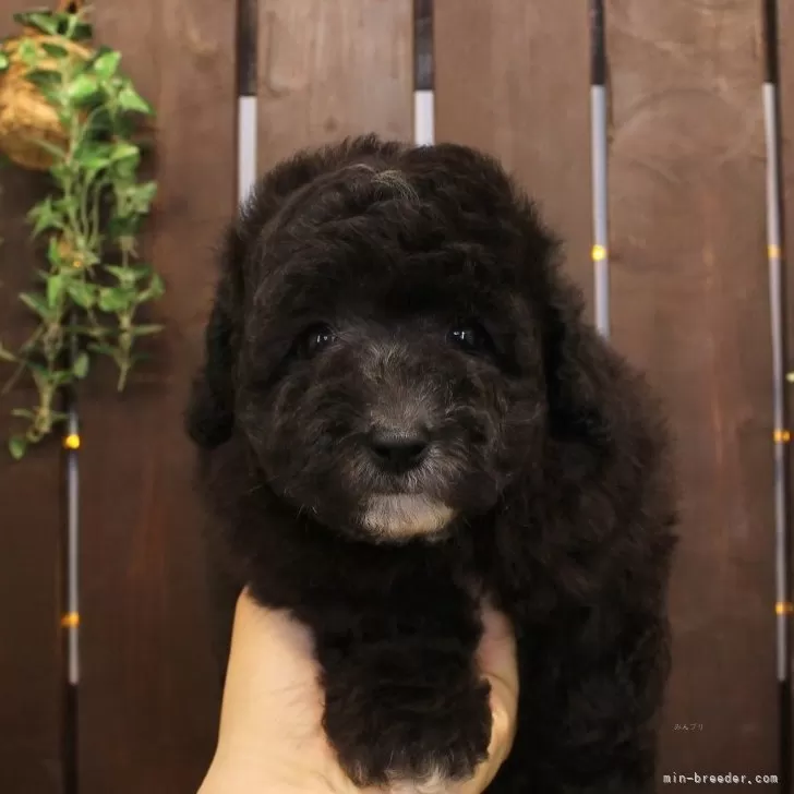 ID：2506-05808の子犬