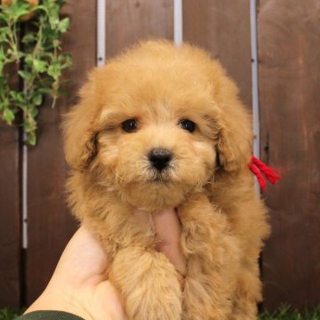 トイプードル(ティーカップ)【滋賀県・女の子・2024年11月18日・ペールフォーン】の写真「やや小さめ・・・な女の子です！」