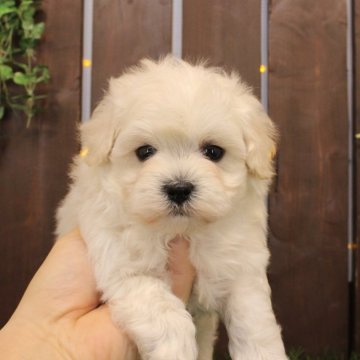 マルプー(マルチーズ×トイプードル)【滋賀県・男の子・2025年1月22日・ホワイト】の写真「目鼻立ちクッキリ！ホワイトマルプー」
