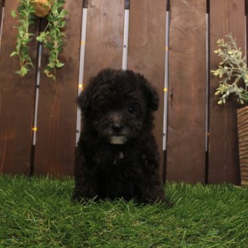 ティーカッププードル【滋賀県・女の子・2025年10月10日・グレー】の写真「Tカップ～タイニー予想の女の子♪」