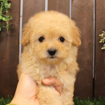 トイプードル(タイニー)【滋賀県・女の子・2024年10月12日・ペールフォーン】の写真「小さい子です。ただいまサイズ見極め中」