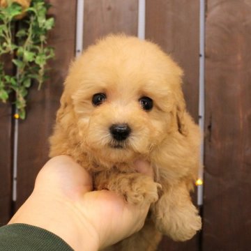 トイプードル(タイニー)【滋賀県・女の子・2024年11月18日・ペールフォーン】の写真「やや小さめ・・・な女の子です！」