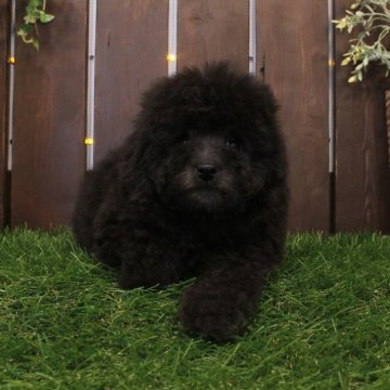 トイプードル(タイニー)【滋賀県・女の子・2025年10月20日・グレー】の写真「モコモコの銀クマちゃん」