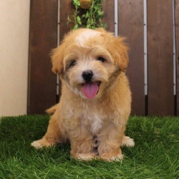 マルプー(マルチーズ×トイプードル)【滋賀県・男の子・2025年6月21日・クリーム】の写真「おっとり系顔立ちの男の子」
