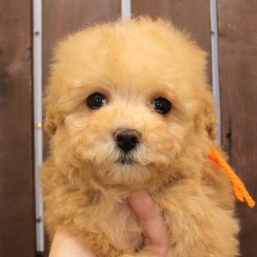 トイプードル(タイニー)【滋賀県・女の子・2025年1月24日・ペールフォーン】の写真「丸顔の整ったお顔立ち！タイニー予想♪」