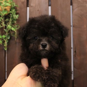 トイプードル(ティーカップ)【滋賀県・男の子・2024年11月3日・グレー】の写真「12/24（49日齢）で507g（小ぶり）です」