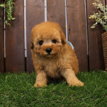 トイプードル(タイニー)【滋賀県・男の子・2026年1月11日・オレンジフォーン】の写真「丸顔系の可愛い男の子♪」