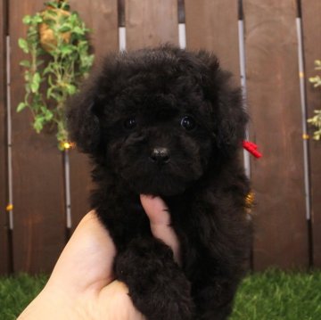 トイプードル(タイニー)【滋賀県・女の子・2025年1月15日・ブラック】の写真「父ティーカップ×母タイニー」