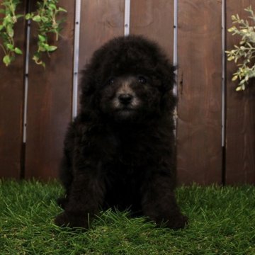 トイプードル(トイ)【滋賀県・男の子・2025年9月10日・グレー】の写真「タイニー～トイ予想♪」