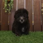 タイニープードル