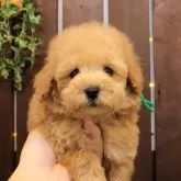 タイニープードル【滋賀県・男の子・2024年11月18日・ペールフォーン】の写真1「撮影時点の体重：748g」