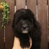 トイプードル(トイ)【滋賀県・男の子・2025年4月29日・グレー】の写真1「撮影時点の体重：1158g」