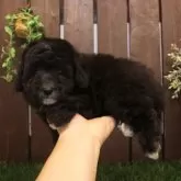 トイプードル(トイ)【滋賀県・男の子・2025年4月29日・グレー】の写真2「撮影時点の体重：1158g」