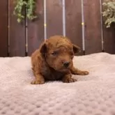 タイニープードル【滋賀県・男の子・2025年10月14日・レッドフォーン】の写真8「撮影日：2025年10月30日（16日齢）｜318g」