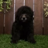 トイプードル(トイ)【滋賀県・男の子・2025年9月10日・グレー】の写真4「撮影日：2025年10月27日（47日齢）｜808g」