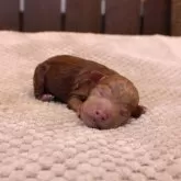 タイニープードル【滋賀県・男の子・2025年10月14日・レッドフォーン】の写真9「撮影日：2025年10月14日（0日齢）｜110g」