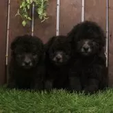 トイプードル(トイ)【滋賀県・男の子・2025年9月10日・グレー】の写真5「撮影日：2025年10月27日三兄弟｜右側」