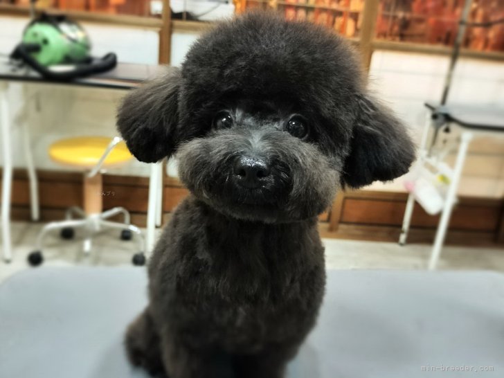 タイニープードル【・女の子・2023年5月31日・ブラック】