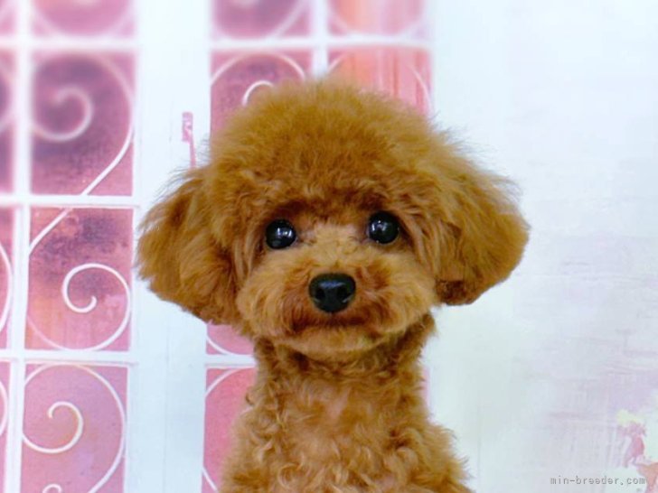 タイニープードル【・女の子・2023年11月10日・レッドフォーン】