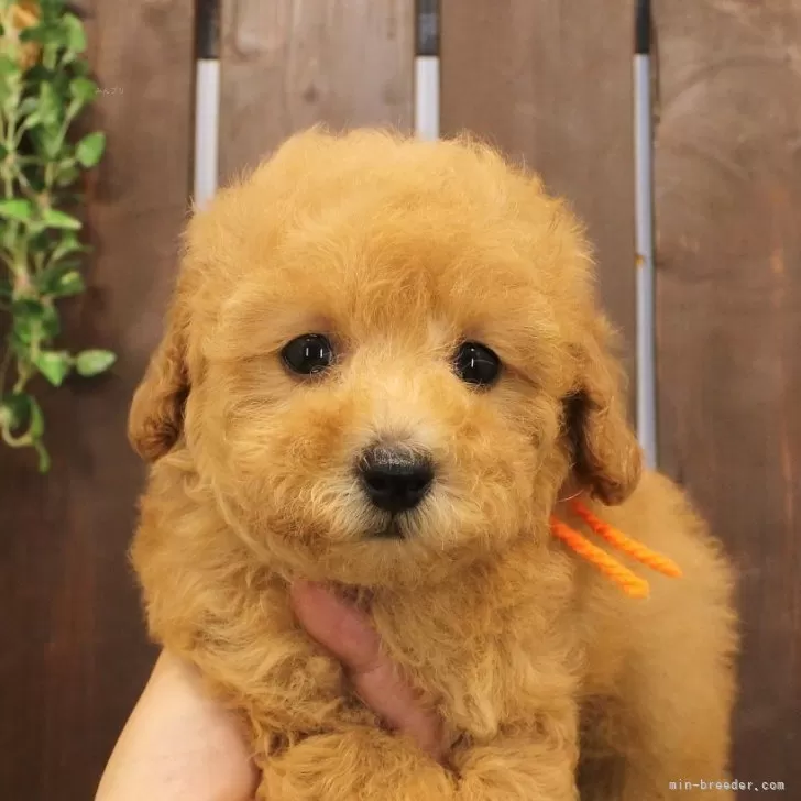 ID：2407-00128の子犬