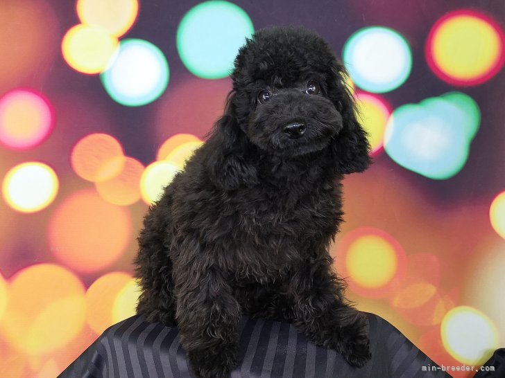 トイプードル(トイ)【・女の子・2019年10月25日・ブラック】