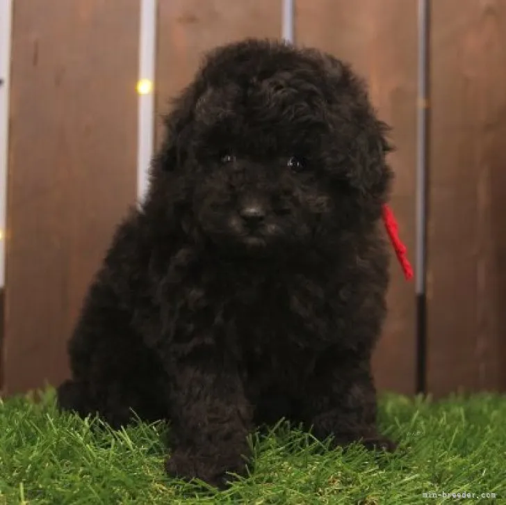 ID：2310-06217の子犬