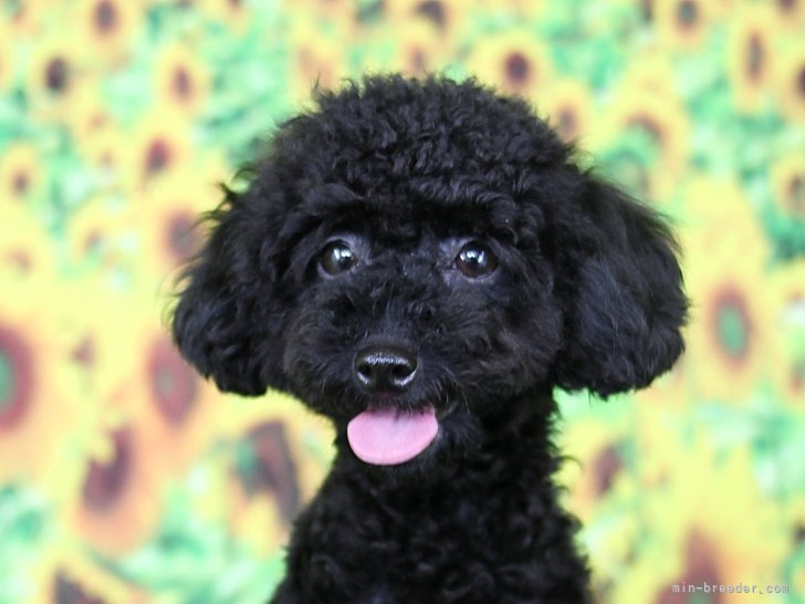 トイプードル(トイ)【・女の子・2020年10月13日・ブラック】