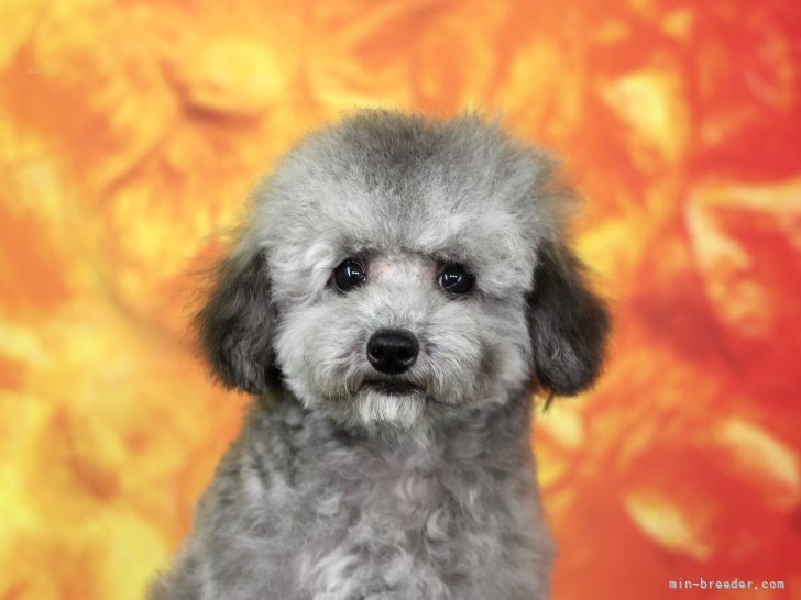 ティーカッププードル【・女の子・2021年6月13日・シルバー】