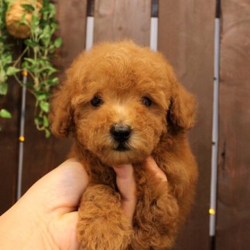 トイプードル(タイニー)【滋賀県・男の子・2024年7月19日・オレンジフォーン】の写真「両親犬はティーカップサイズ」
