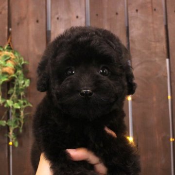 トイプードル(タイニー)【滋賀県・男の子・2024年9月6日・ブラック】の写真「ママの愛情いっぱい受けてしっかり育ってます！」